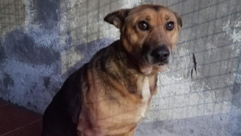 Adopta a Chuli