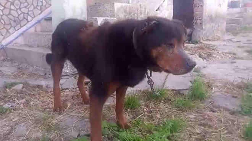Rescate de perro maltratado en domicilio