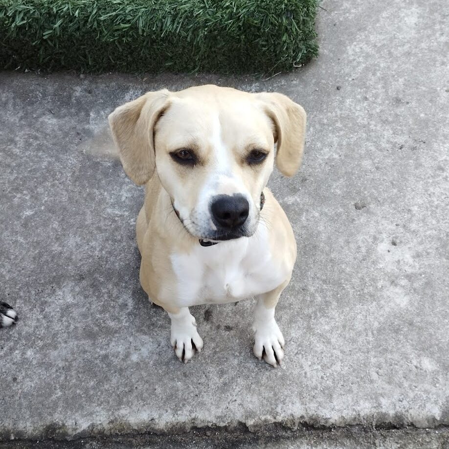 Lola 3