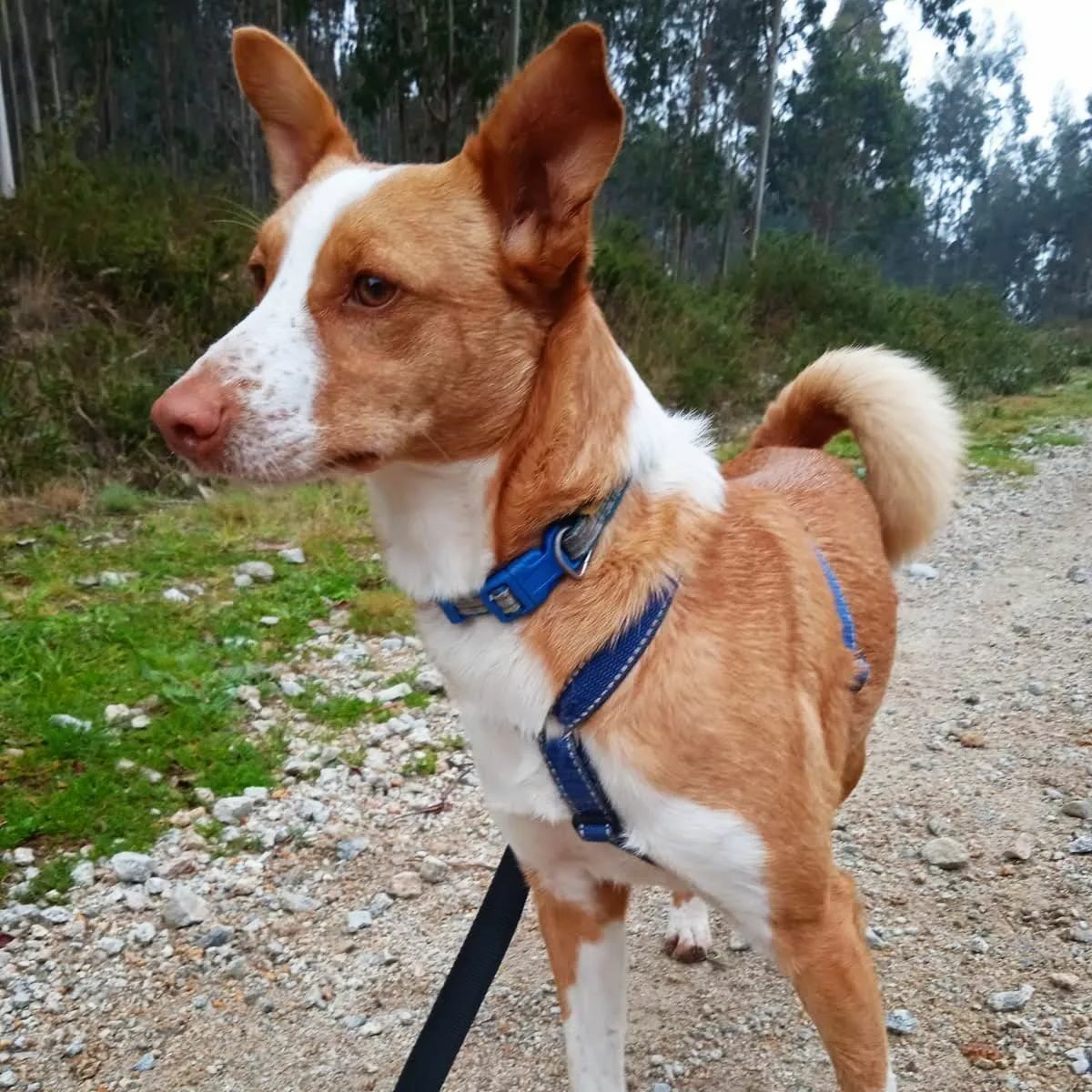 Duke4