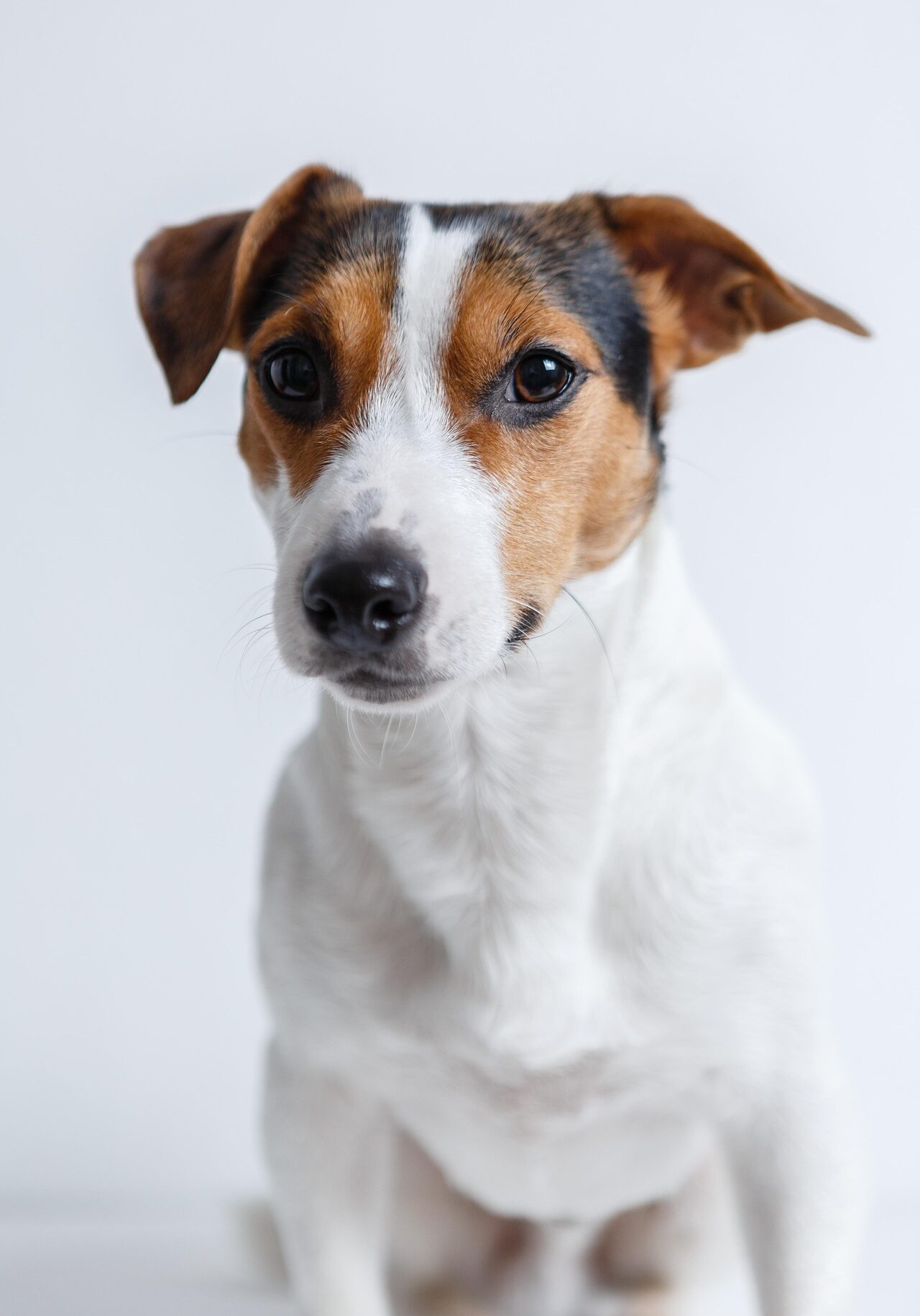 Jack Russell 2029214 1920 Jack Russell 2029214 1920